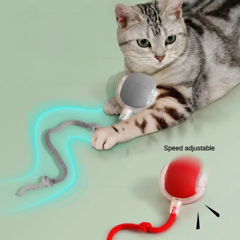 Palla Magica per Gatti